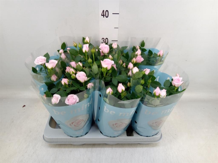 <h4>Rosa 'Baby Jewel'</h4>