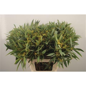 Euc Sa Amber Nut Per Bunch 300 Gram