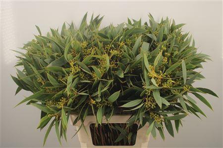 <h4>Euc Sa Amber Nut Per Bunch 300 Gram</h4>