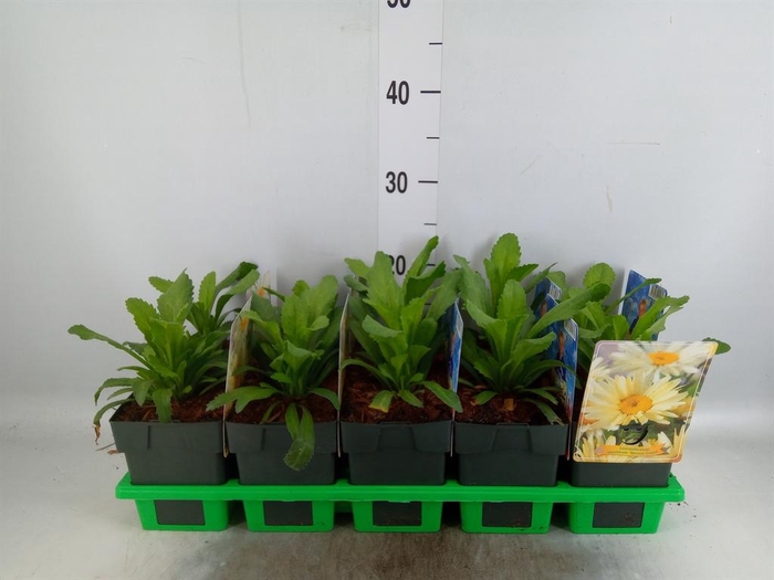 <h4>Leucanthemum sup. 'Banana Cream'</h4>
