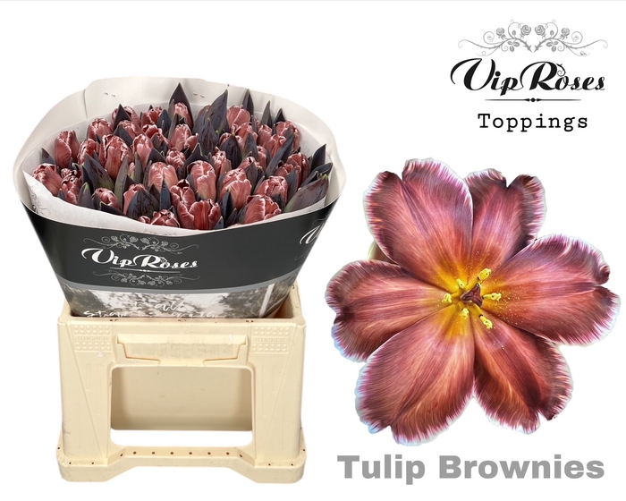 <h4>Tu En Vip Brownies</h4>