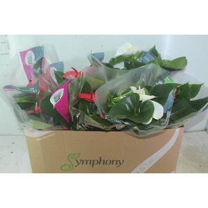 ANTHURIUM VARIADO P15