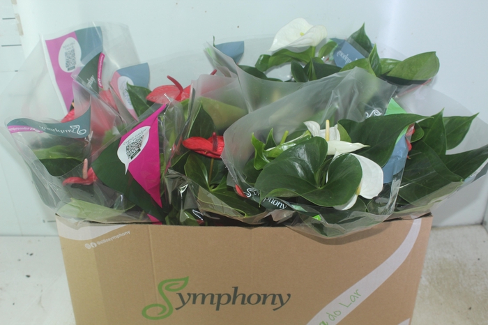 <h4>ANTHURIUM VARIADO P15</h4>