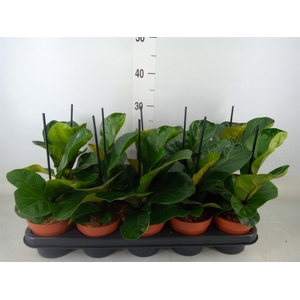 Ficus lyrata 'Bambino'