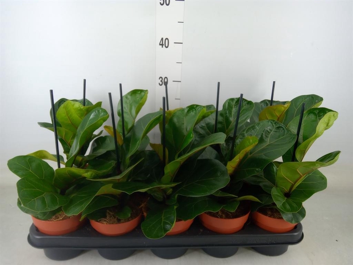 <h4>Ficus lyrata 'Bambino'</h4>