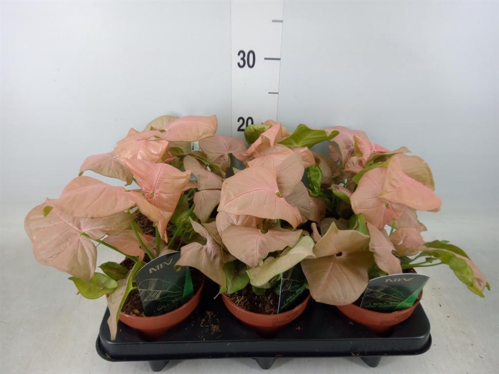 <h4>Syngonium podop.</h4>