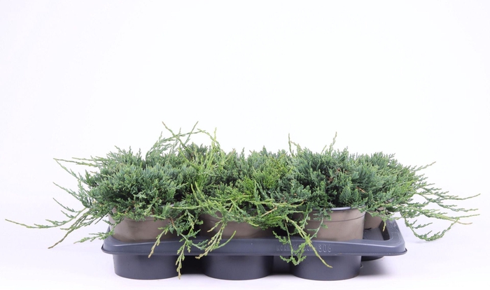 <h4>Juniperus Wiltonii</h4>