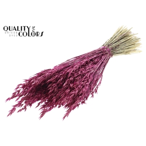 Avena per bunch Lilac