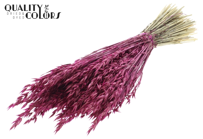 <h4>Avena per bunch Lilac</h4>