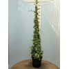 Hedera helix varigated 32Ø 160cm