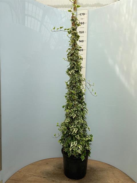 Hedera helix varigated 32Ø 160cm