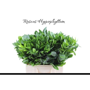 RUSCUS HYPOPHYLLUM