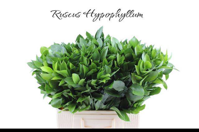 <h4>RUSCUS HYPOPHYLLUM</h4>