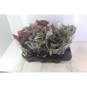 BEGONIA BELEAF P15 PO