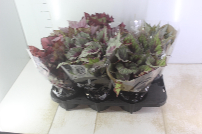 <h4>BEGONIA BELEAF P15 PO</h4>