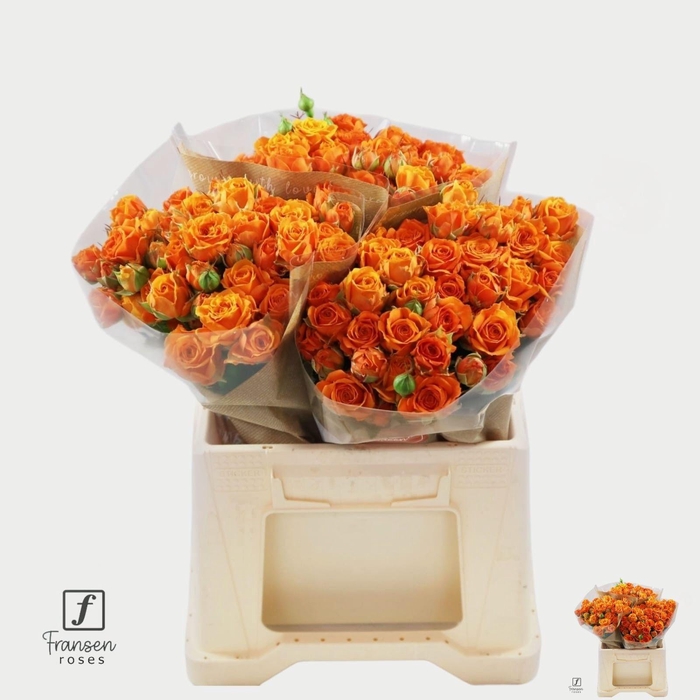 <h4>R TR ORANGE QUEEN</h4>