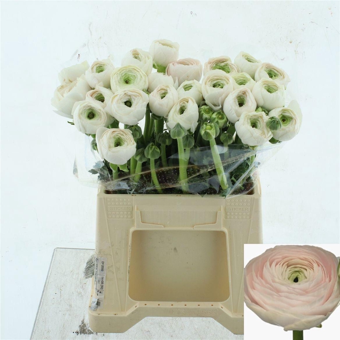 <h4>RAN SU HANOI</h4>