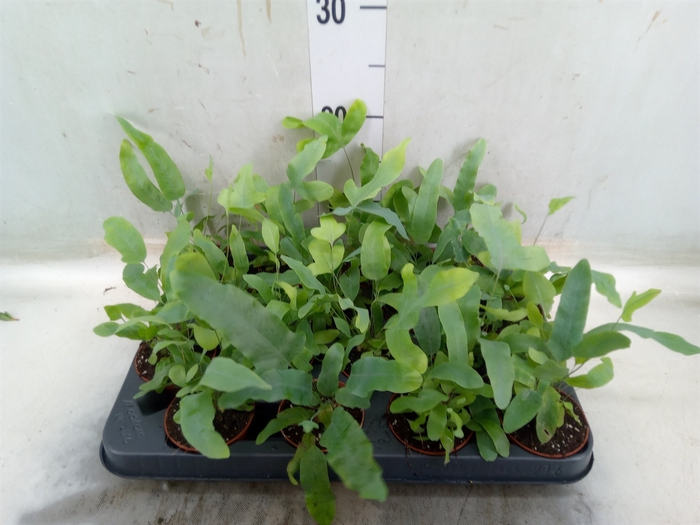 <h4>Phlebodium aureum 'Blue Star'</h4>
