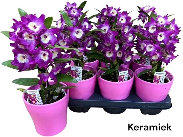 <h4>DEND NOBILE</h4>