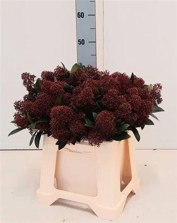 <h4>Skim J Rubella Bs</h4>