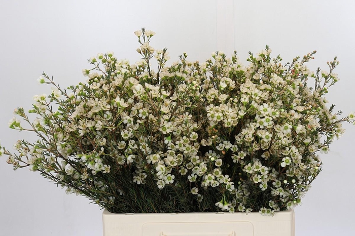 <h4>Chamelaucium Sirius</h4>