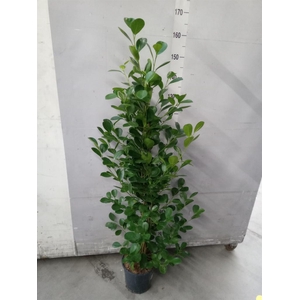 Ficus microcarpa 'Moclame'