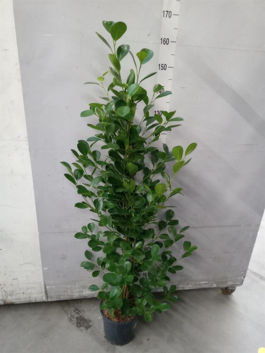 <h4>Ficus microcarpa 'Moclame'</h4>