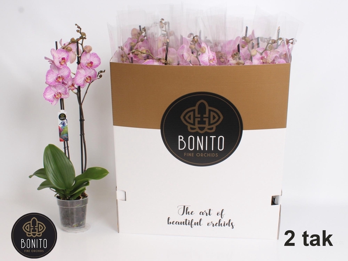 <h4>PHAL AN BUDAPEST</h4>