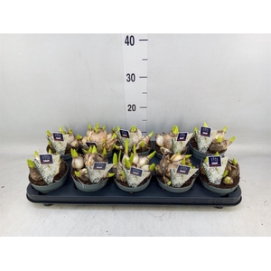 Hyacinthus orie. 'Multifl' ..