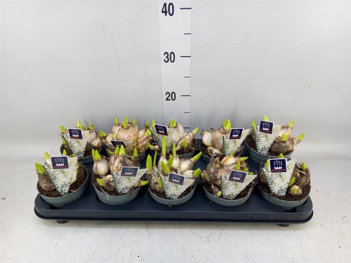 <h4>Hyacinthus orie. 'Multifl' ..</h4>