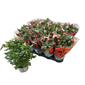 RO KORDANA GEM 4 SRT