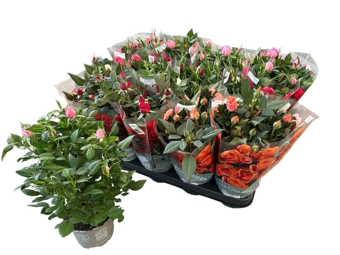 <h4>RO KORDANA GEM 4 SRT</h4>