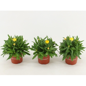 Bracteantha Dreamtime Yellow
