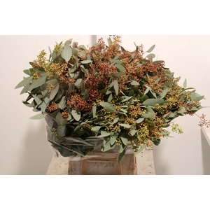 Euca Populus Berry 200gr It X20 P Bunch