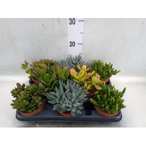 Crassula   ...mix