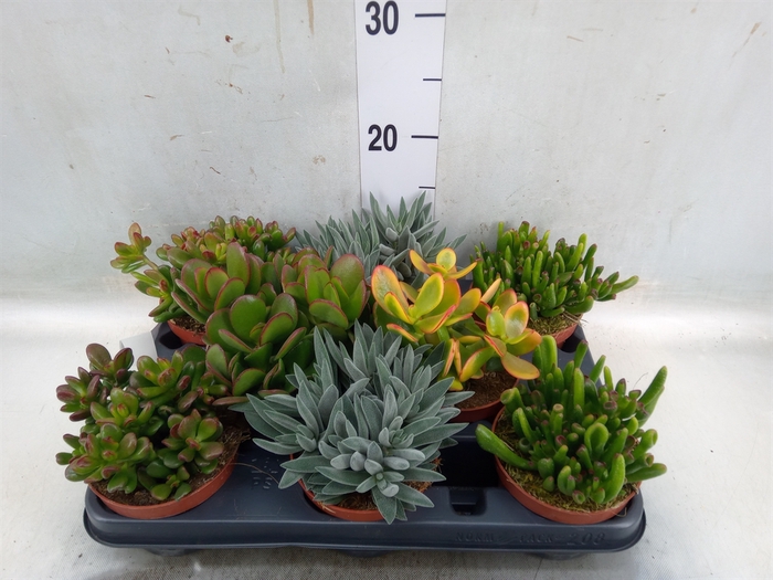<h4>Crassula   ...mix</h4>