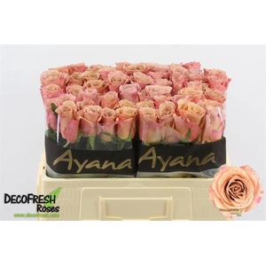 R Gr Moccachino Ayana