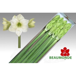 Hippeastrum Casablanca