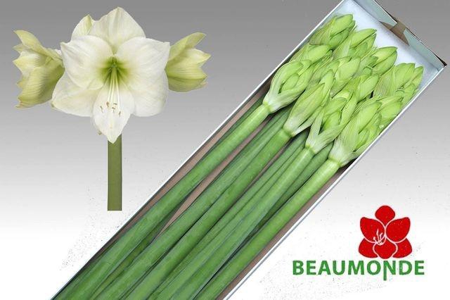 Hippeastrum Casablanca