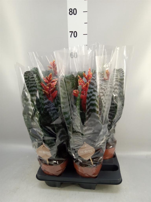 <h4>Aechmea ...</h4>