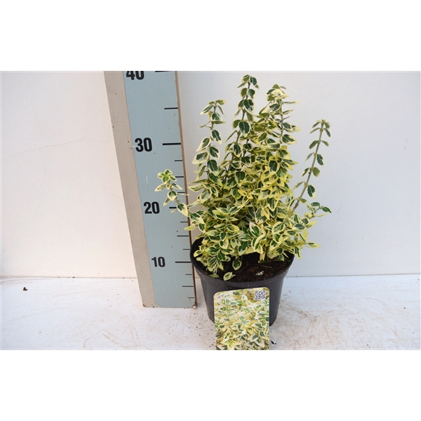 <h4>Euonymus fortunei Dan's delight'PBR</h4>