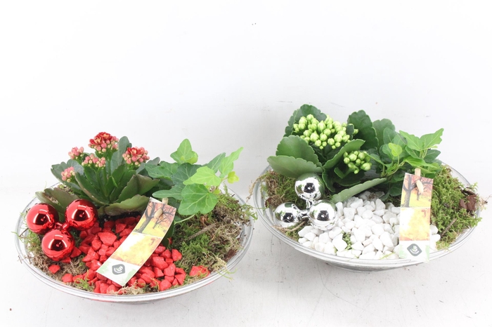 <h4>arr2 JS - Glas schaal ribbel x2</h4>