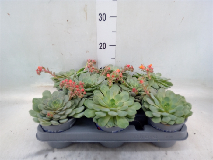 <h4>Echeveria  'Dondo'</h4>