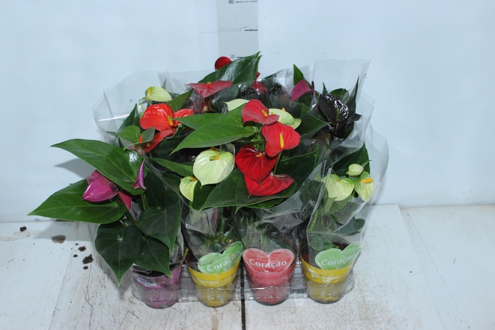 <h4>ANTHURIUM VARIADO P09</h4>