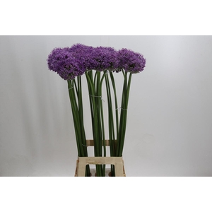 Allium Stratos