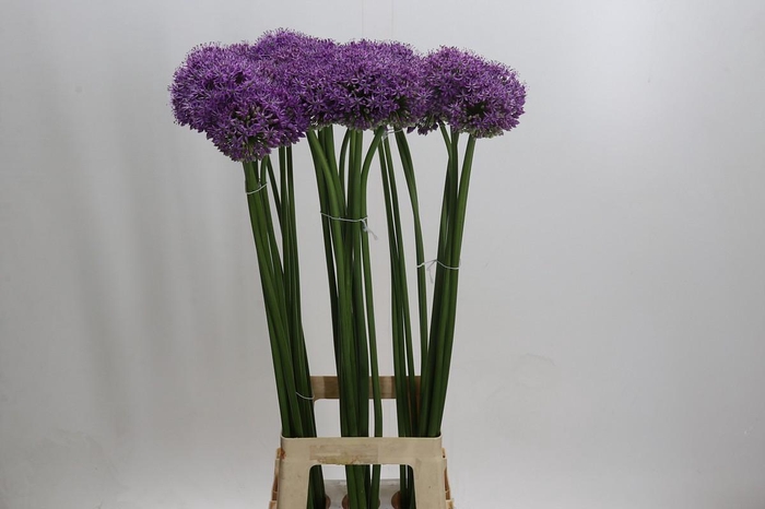 <h4>Allium Stratos</h4>