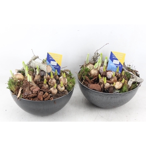 arr4 Bollenmix MB - Coupe black 285/5