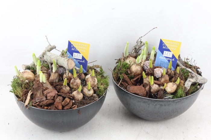 <h4>arr4 Bollenmix MB - Coupe black 285/5</h4>