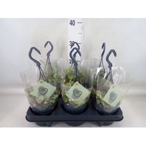Ceropegia woodii ssp. woodii