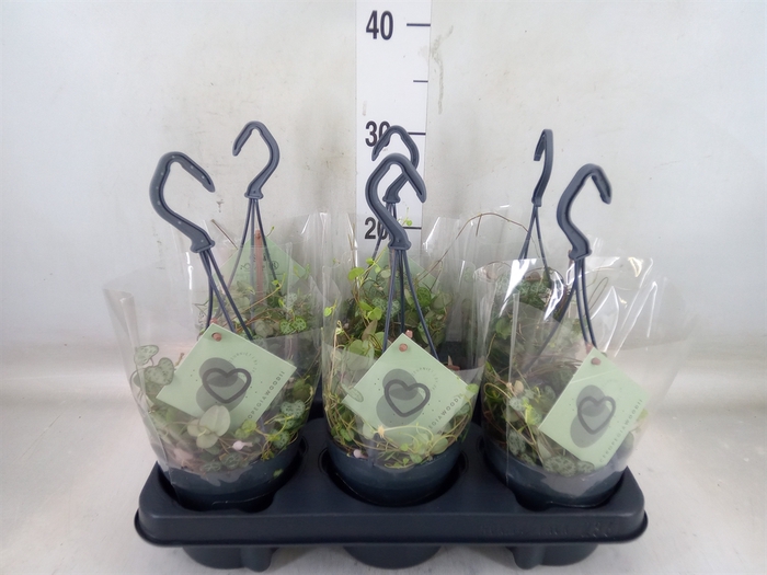 <h4>Ceropegia woodii ssp. woodii</h4>